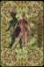 cardback04.0001